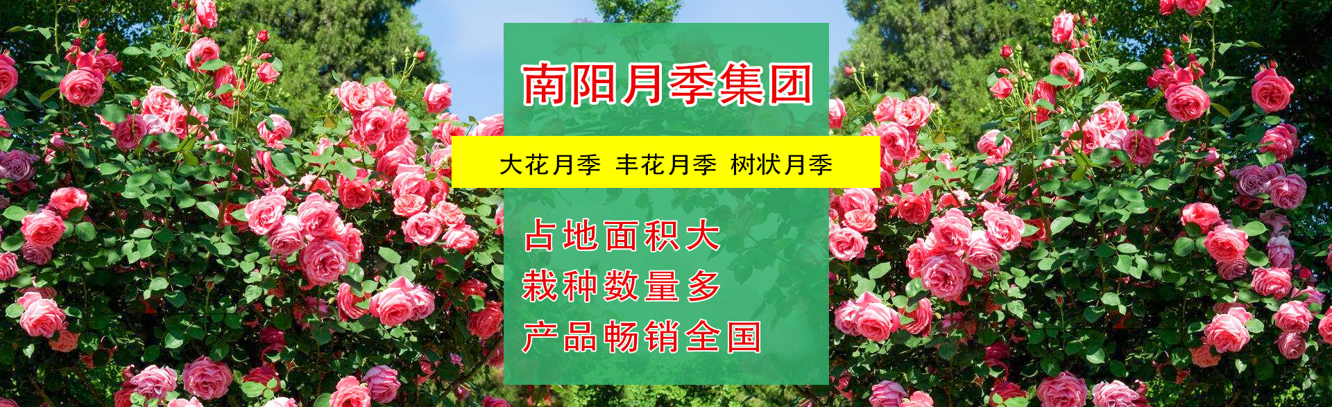 树状月季