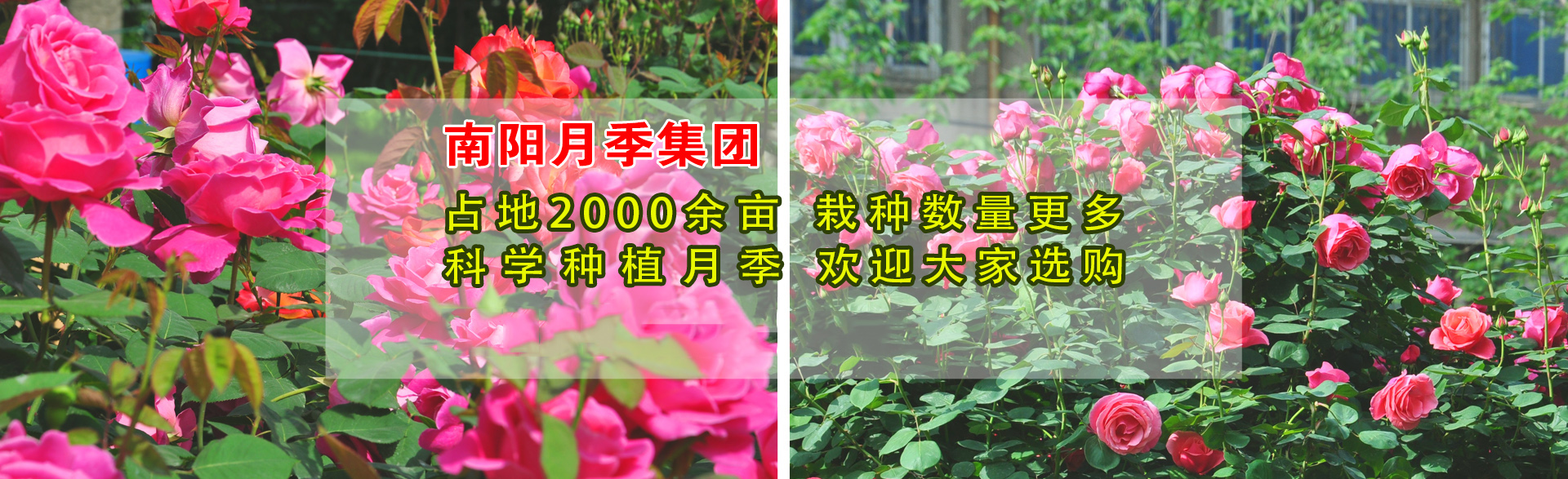 大花月季