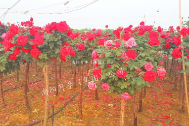 郑州3厘米树状月季