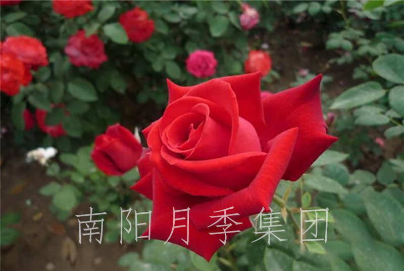 
月季开花条件是什么？越夏怎么管理？(图1)