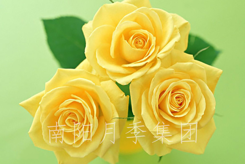 
月季有哪些品種和習(xí)性？月季花的病蟲害如何防治？(圖1)