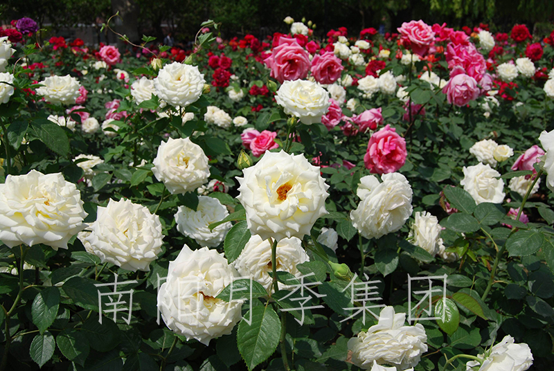 
盆栽月季花的飼養(yǎng)辦法和留意事項(xiàng)有哪些？(圖1)