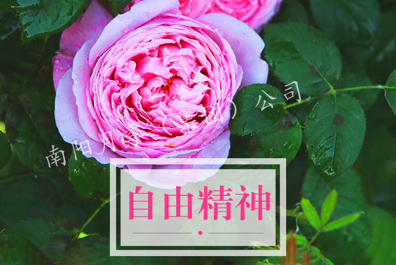 南阳月季