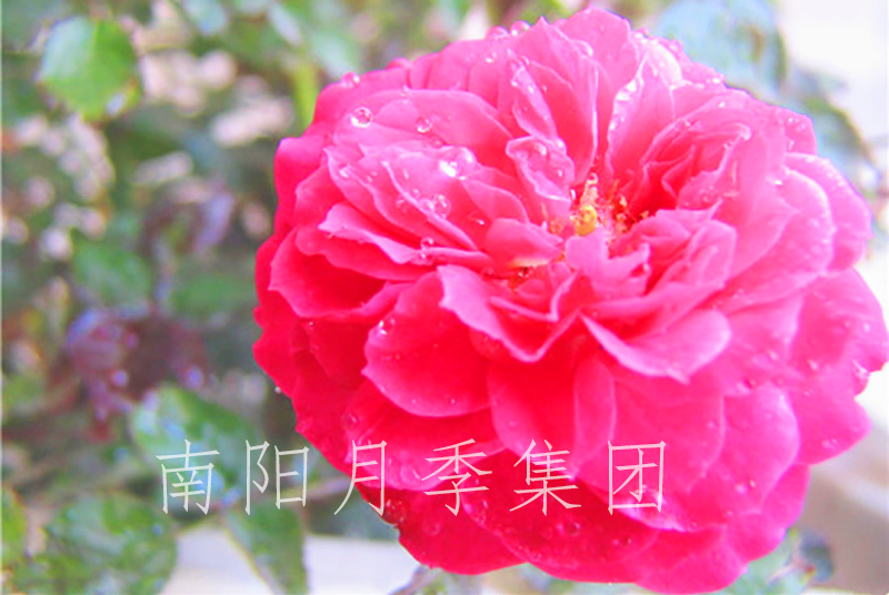 三门峡梅朗珍珠-南阳月季集团公司