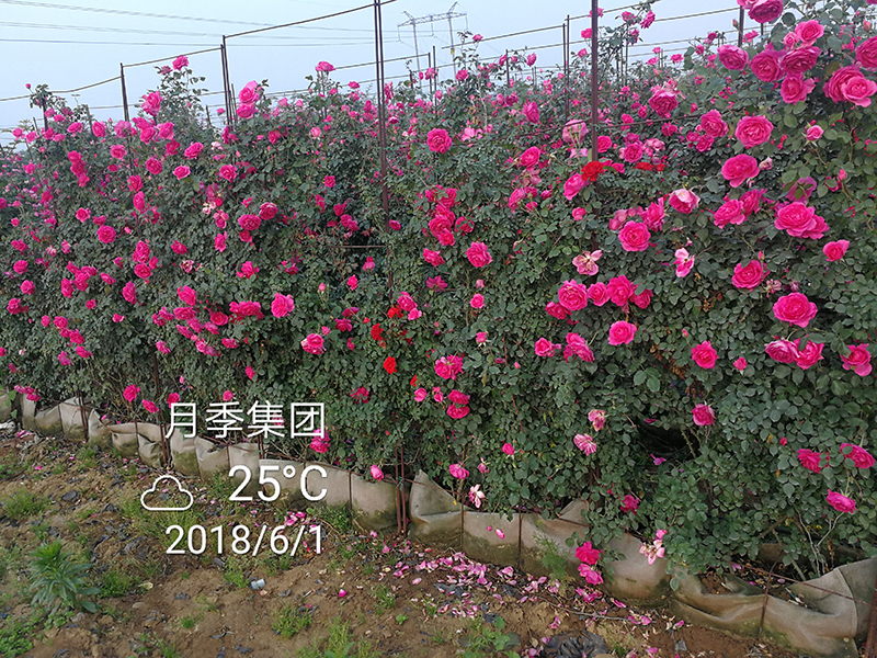 造型月季