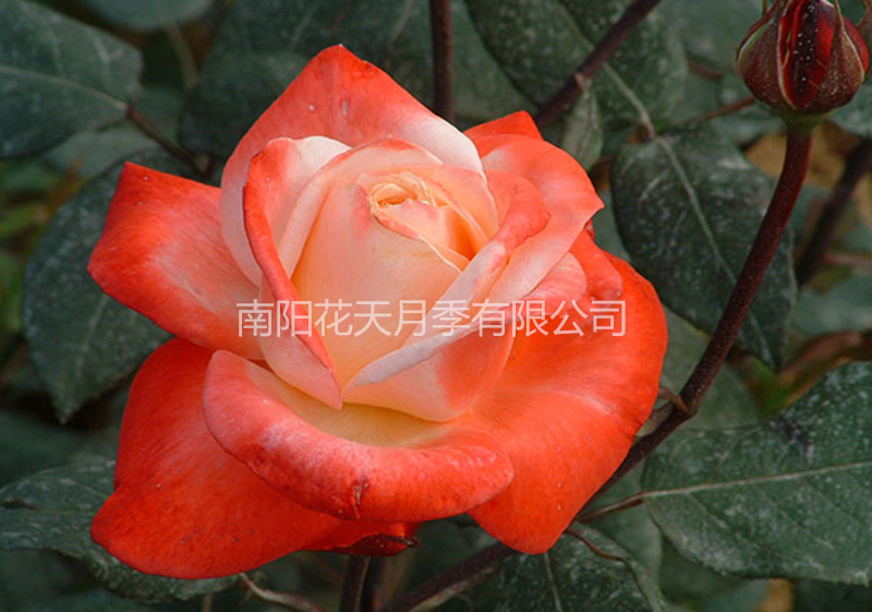 
月季花霜霉病怎么預(yù)防和治療？(圖1)